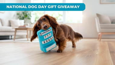 A dog holding a small blue toy